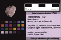 Foto (Objekt + Etiketten) von Decapoda indet. (NHMW-GEO-1990-0041-0192b)